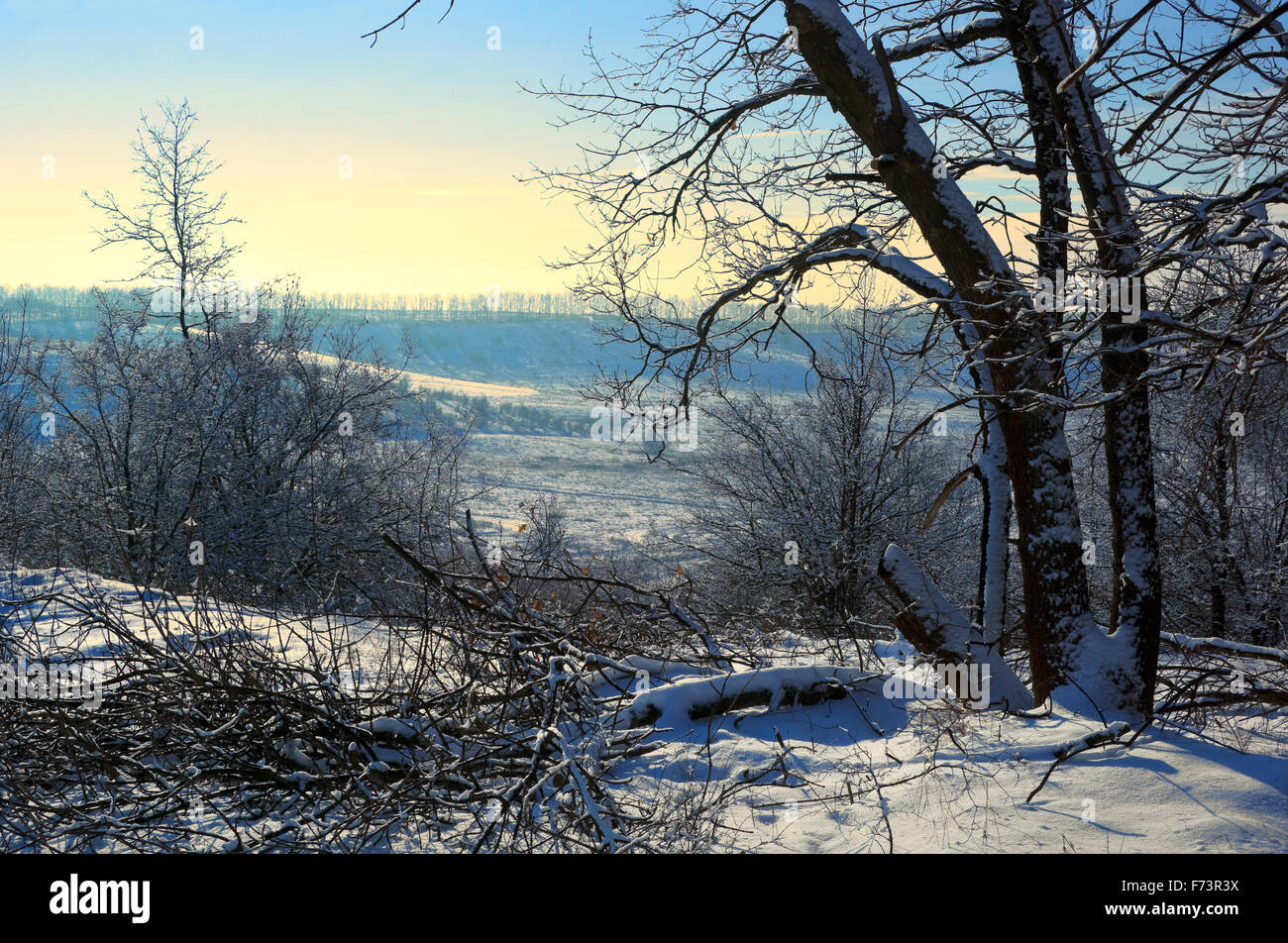 Arbres sous la neige. Journée ensoleillée. Format horizontal, Banque D'Images