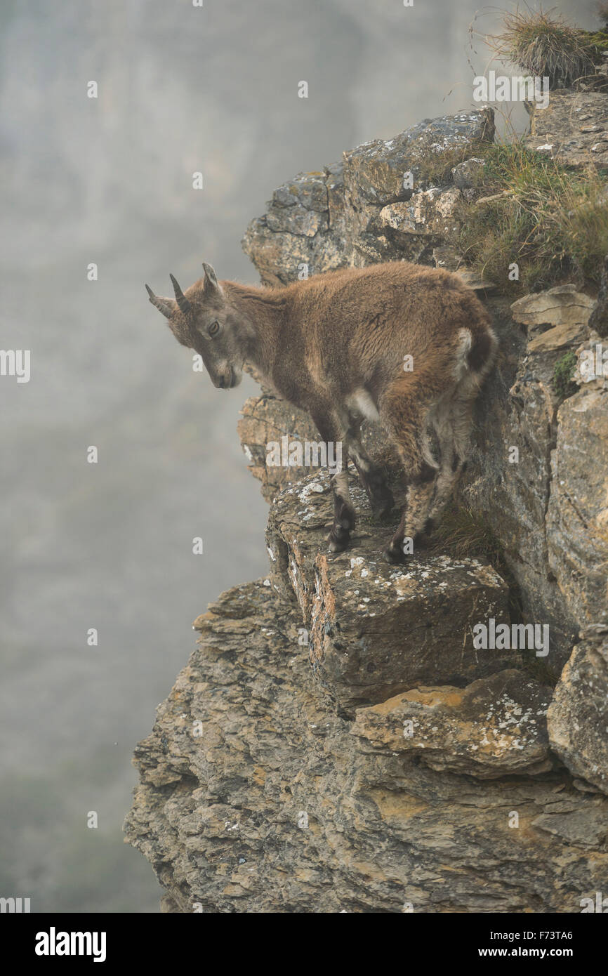 Bouquetin des Alpes / Steinbock / Alpensteinbock ( Capra ibex ) debout dans une falaise abrupte en haute montagne, la gamme des couleurs douces naturelles. Banque D'Images