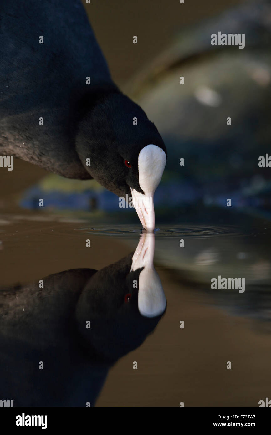 Gros plan d'une boisson Black Coot / Eurasian Coot / Blaessralle ( Fulica atra ) avec une belle réflexion sur la surface de l'eau calme, la faune, l'Europe. Banque D'Images
