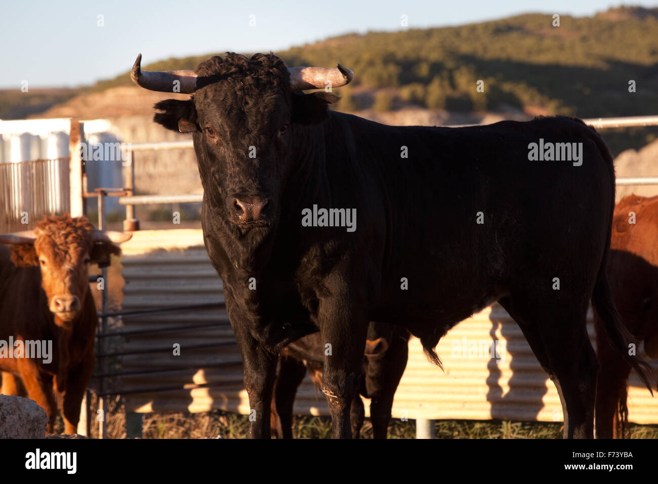 Close up image de taureau noir à la ferme Banque D'Images