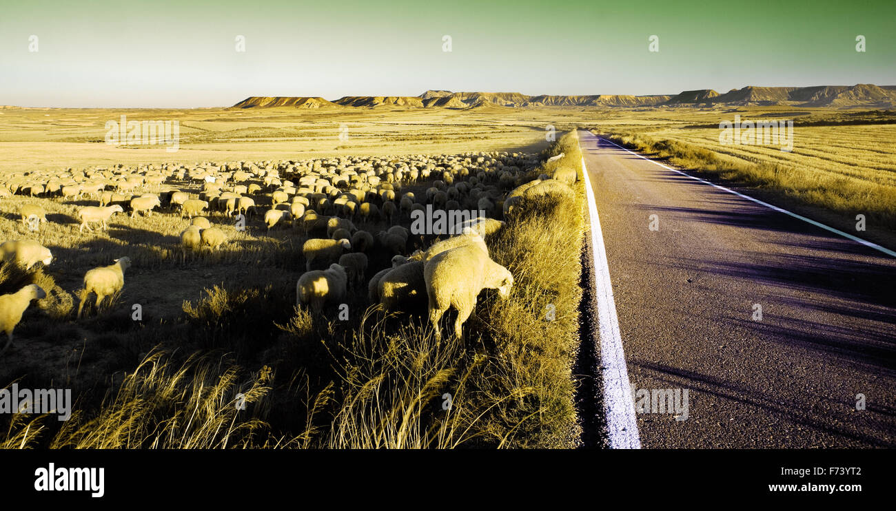 Paysage rural avec troupeau de moutons dans le désert Banque D'Images