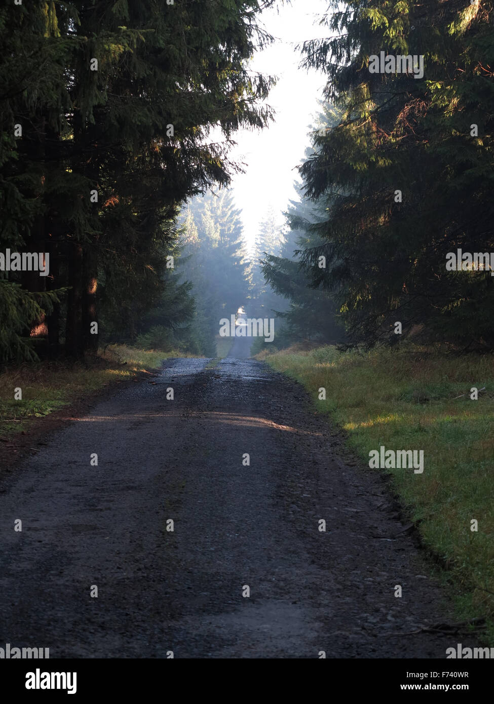 Longue route dans les bois Banque D'Images