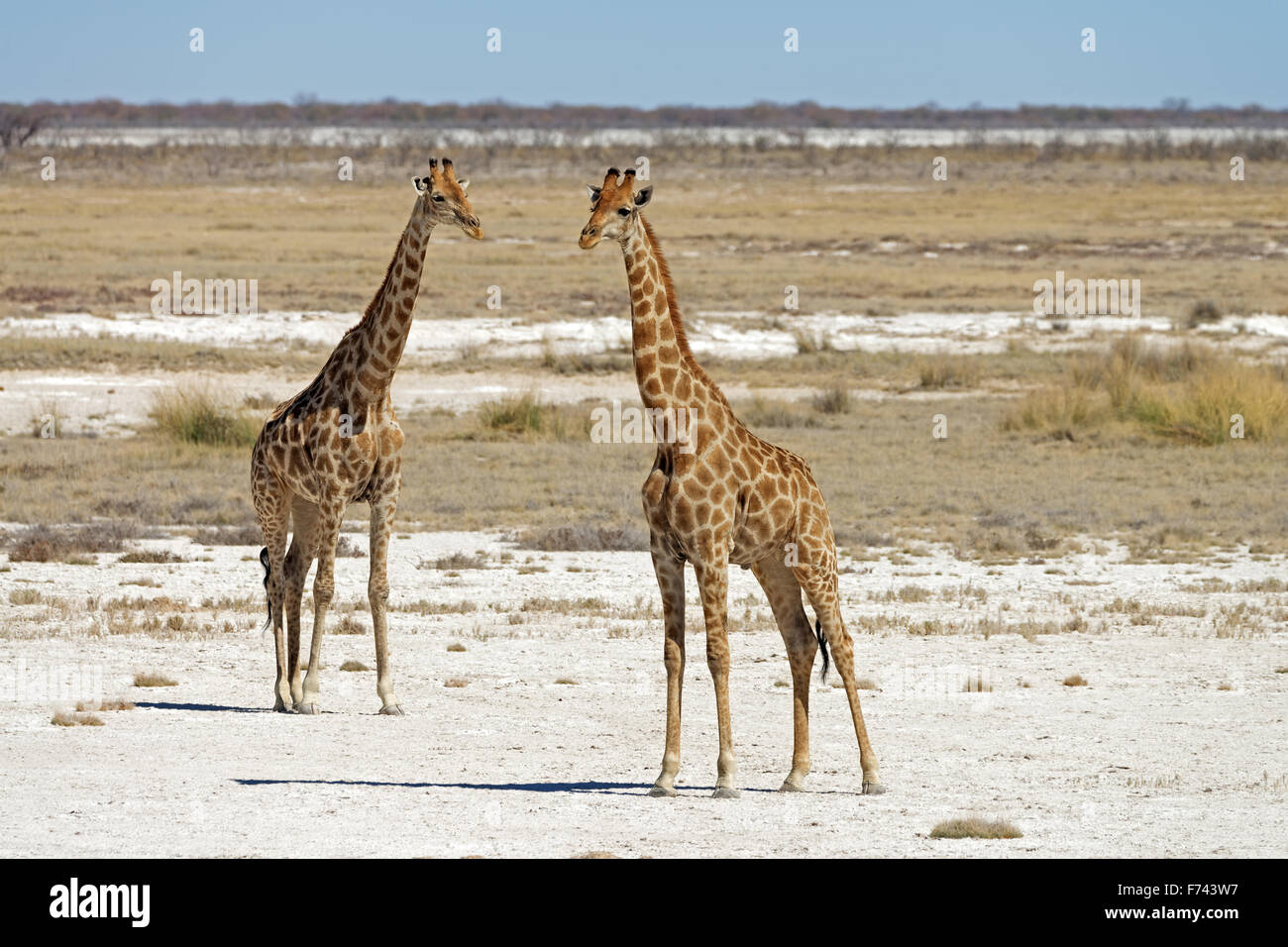 Deux girafes angolais (Giraffa camelopardalis angolensis) dans le parc national d'Etosha, Namibie Banque D'Images