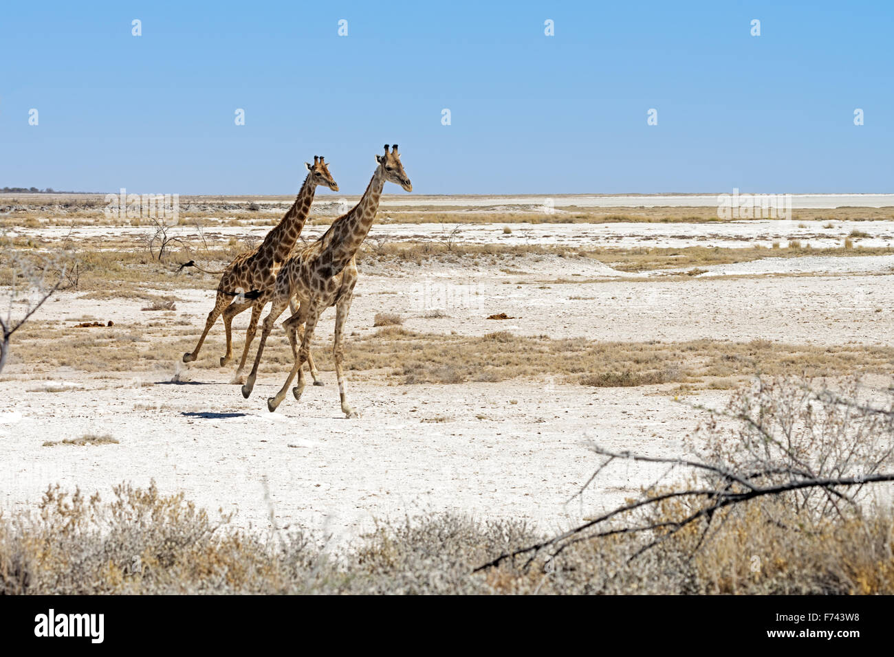 Deux girafes namibienne (Giraffa camelopardalis angolensis) s'exécutant dans le parc national d'Etosha, Namibie Banque D'Images