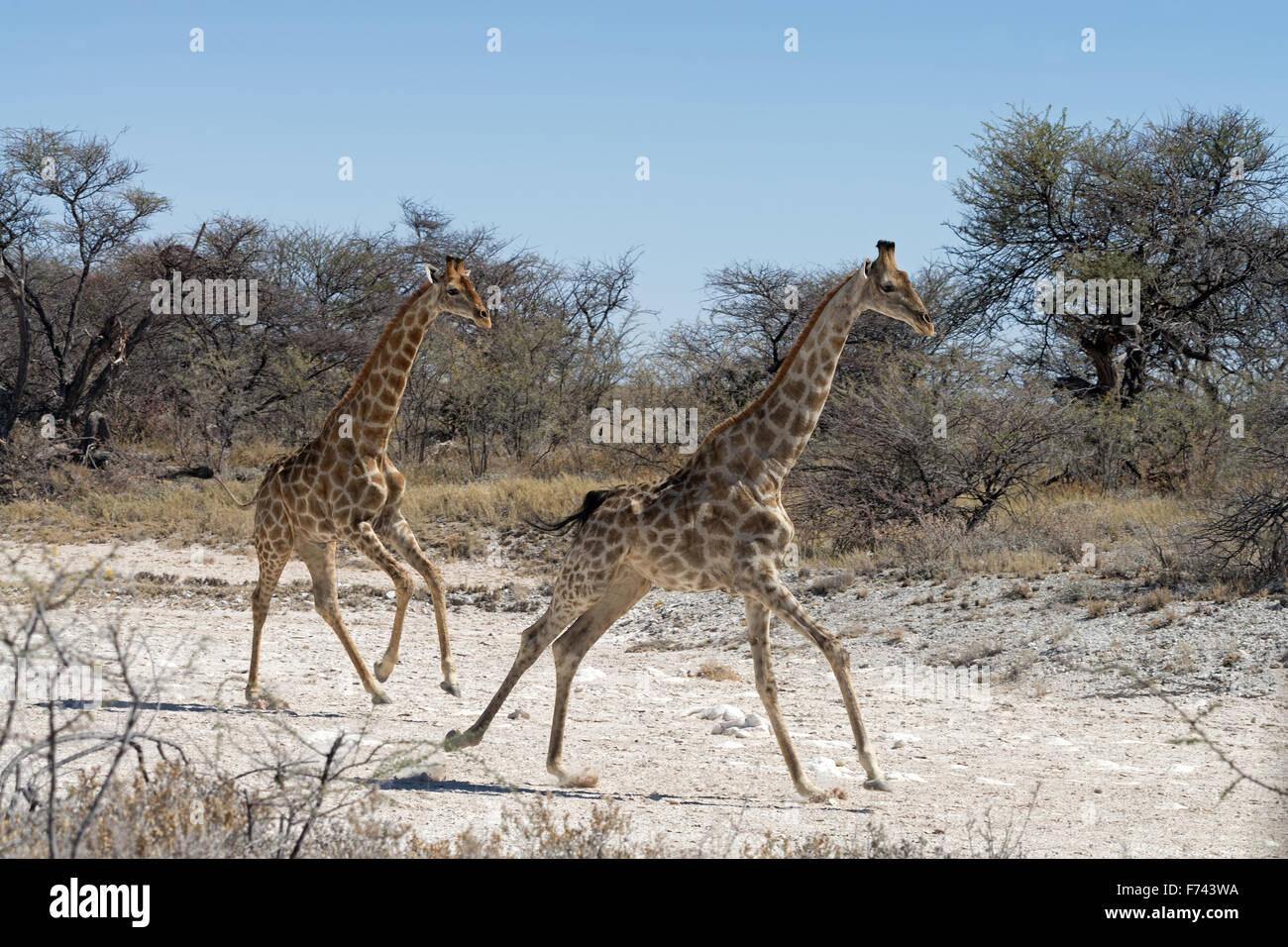 Deux girafes namibienne (Giraffa camelopardalis angolensis) s'exécutant dans le parc national d'Etosha, Namibie Banque D'Images