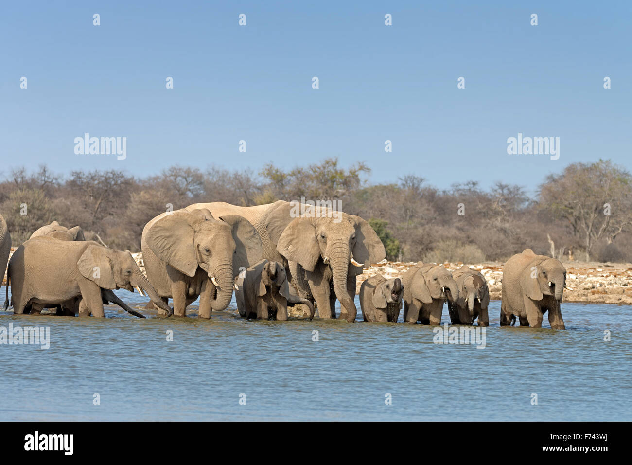 Troupeau d'éléphants boire et se baigner dans un étang dans le parc national d'Etosha, Namibie Banque D'Images