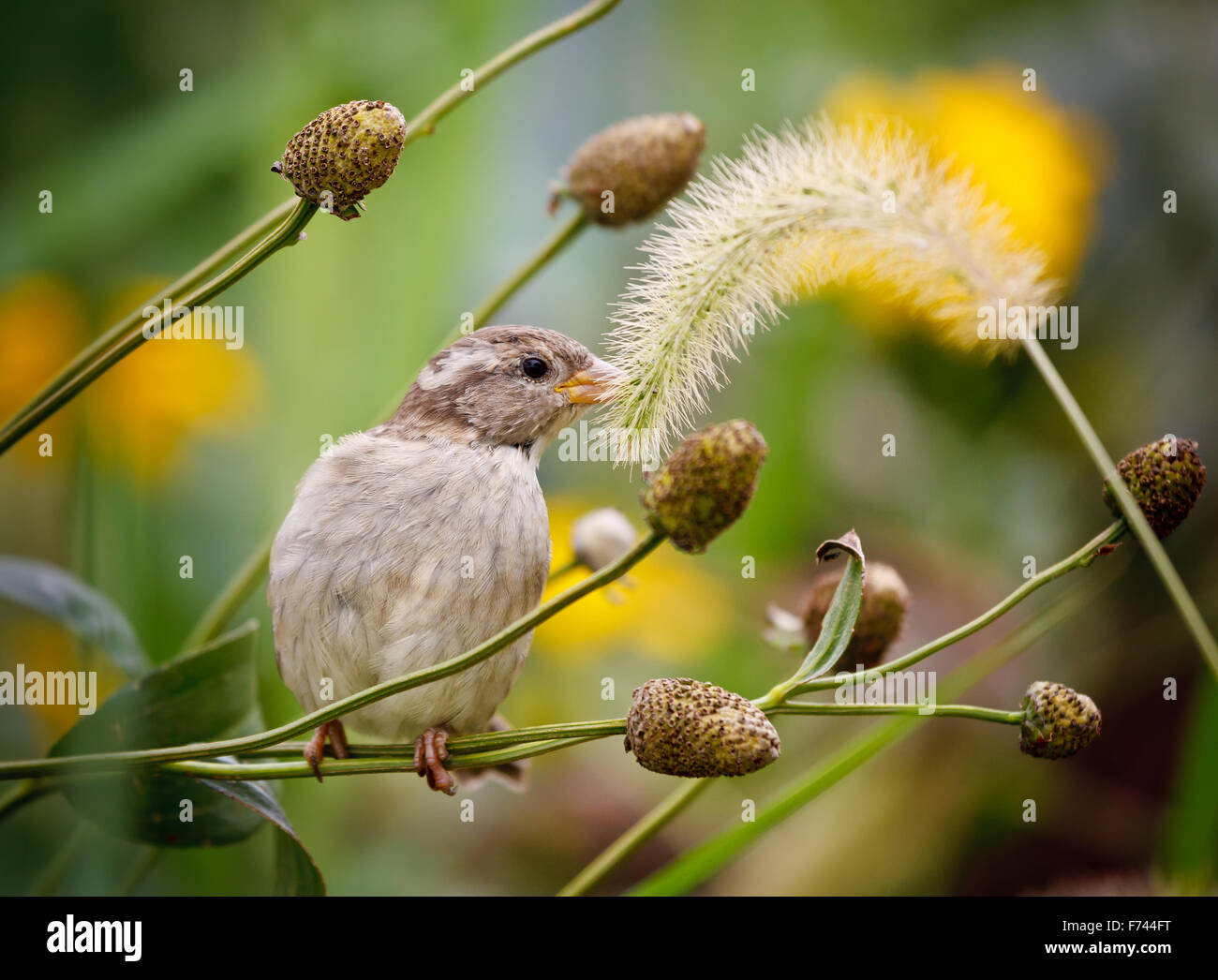 Moineau domestique (Passer domesticus) à picorer camouflage bataille de l'herbe. Oiseau perché sur une tige d'herbe à ramasser de l'herbe en touffes à l'automne. Banque D'Images