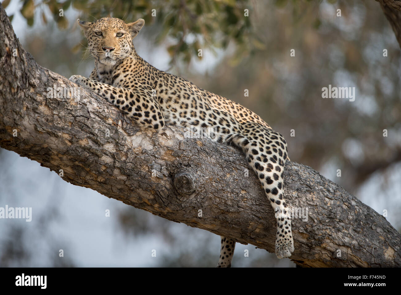 Belle femme leopard (Panthera pardus) reposant dans l'arbre dans la lumière du soleil de l'après-midi dans le Parc National de Moremi (Khwai), Botswana Banque D'Images
