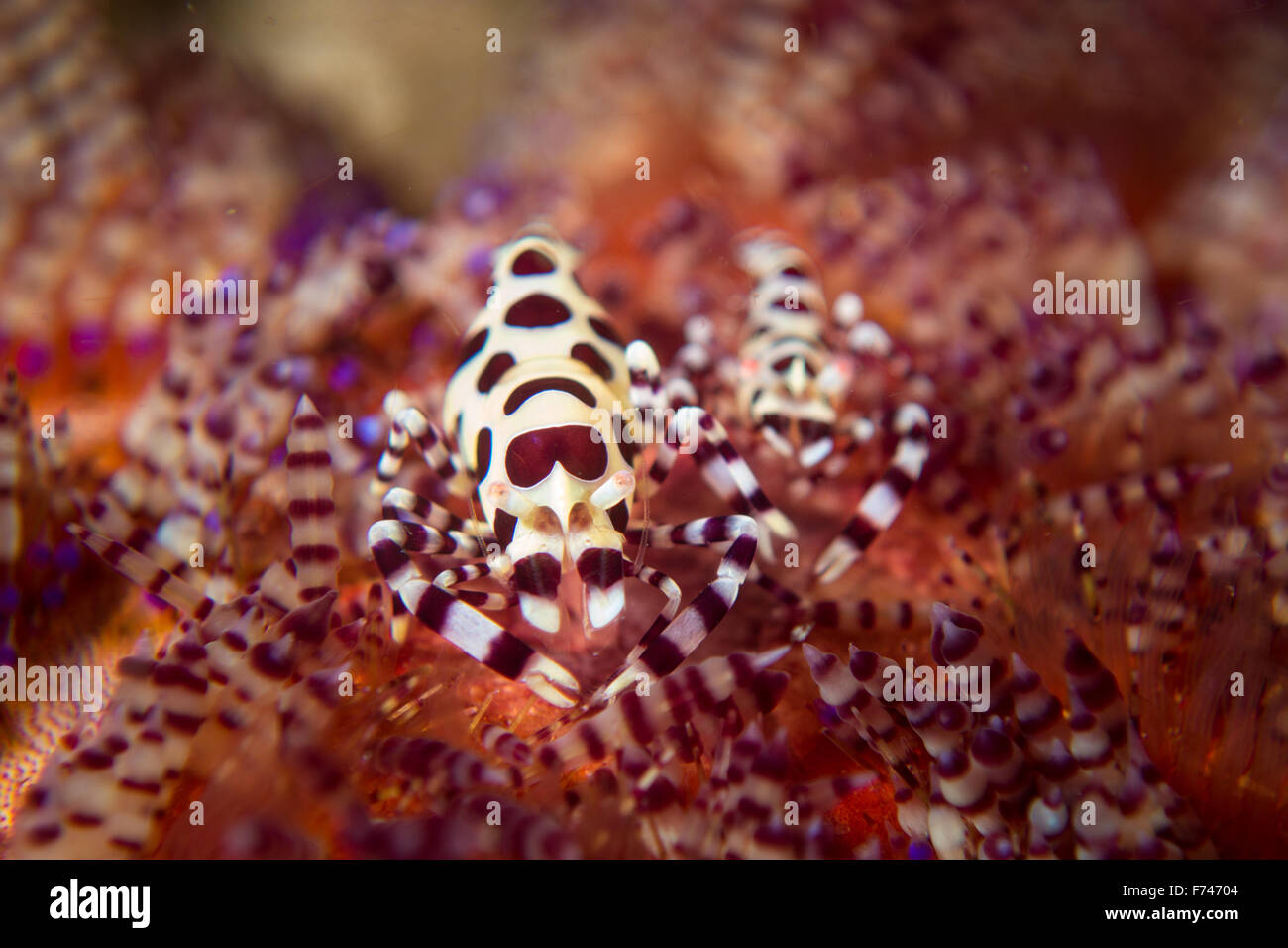Une paire de Coleman's - Crevettes Periclimenes colemani - dans l'oursin de feu. Prises dans le Parc National de Komodo, en Indonésie. Banque D'Images