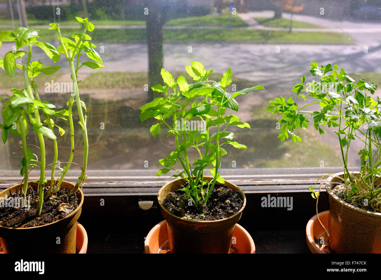 Basilic, menthe et persil pot plantes poussant à l'intérieur sur un rebord  de fenêtre Photo Stock - Alamy