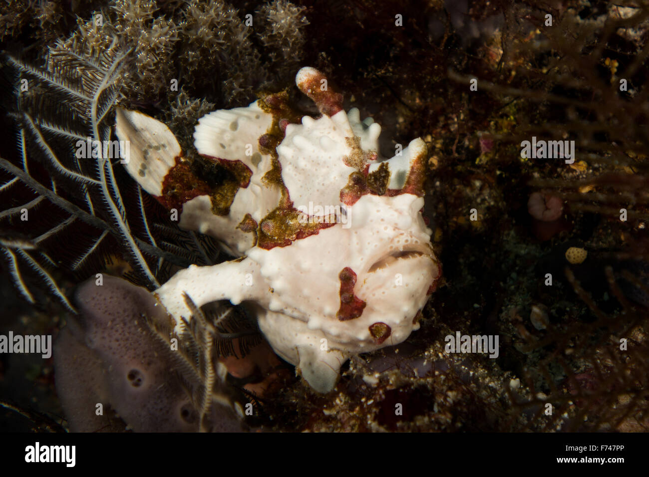 Un poisson grenouille verruqueux blanc - Antennarius maculatus. Prises dans le Parc National de Komodo, Indonésie Banque D'Images