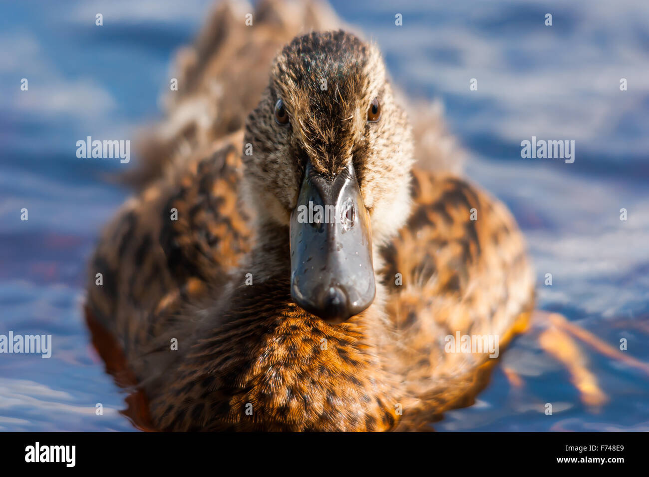 Femme regardant canard sauvage Banque D'Images