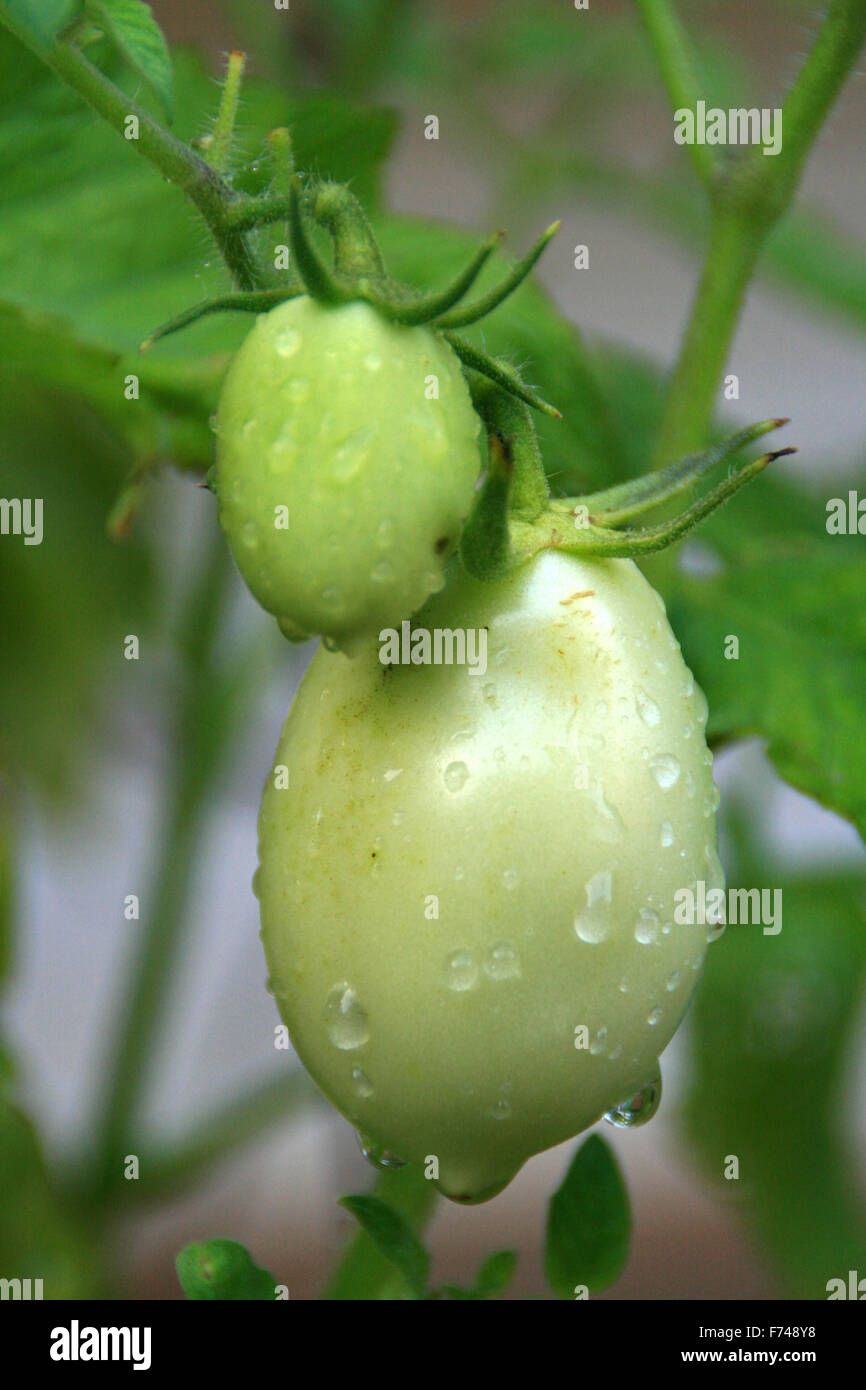 Les tomates vertes avec de l'eau gouttes Banque D'Images