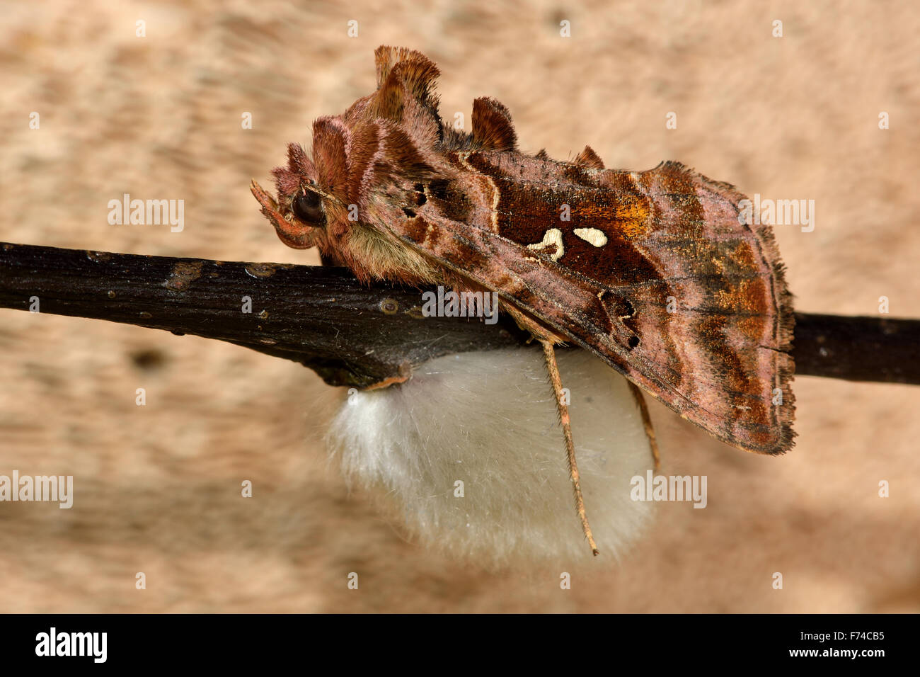 Belle robe dorée (Autographa pulchrina Y) reposant on twig Banque D'Images