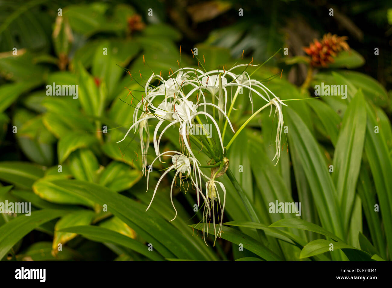 Fleur blanche dans le jardin botanique de Singapour Banque D'Images
