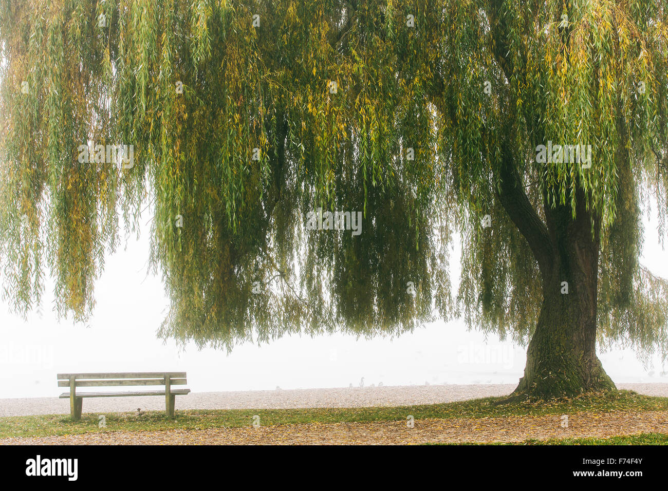 Babylone ou saule saule pleureur (Salix babylonica), banc, front de mer, l'atmosphère brumeuse, le lac Ammer, Haute-Bavière, Allemagne Banque D'Images