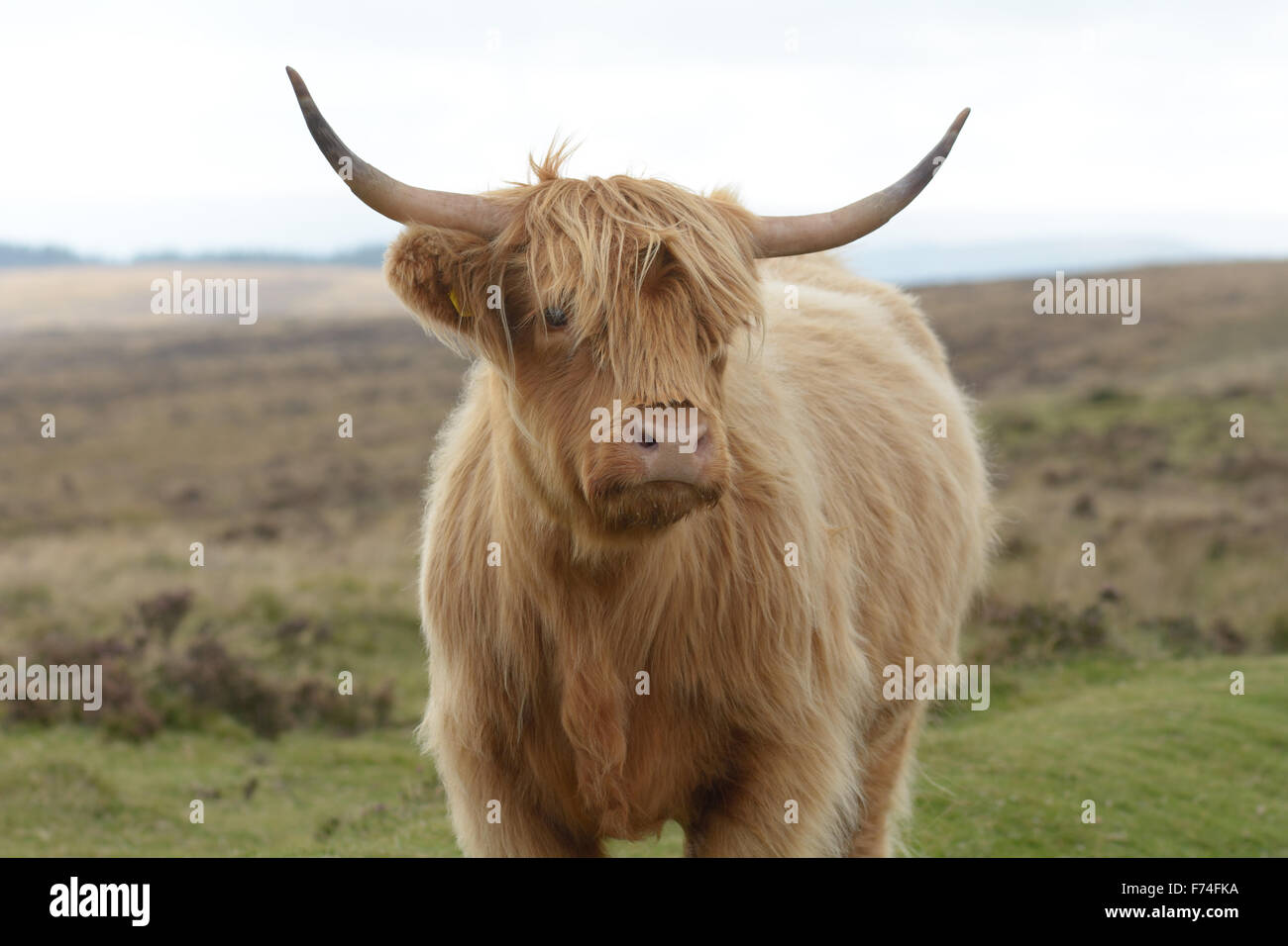 Highland vache (Bos taurus) sur le côté de la route dans le Parc National de Dartmoor dans le Devon, Angleterre Banque D'Images