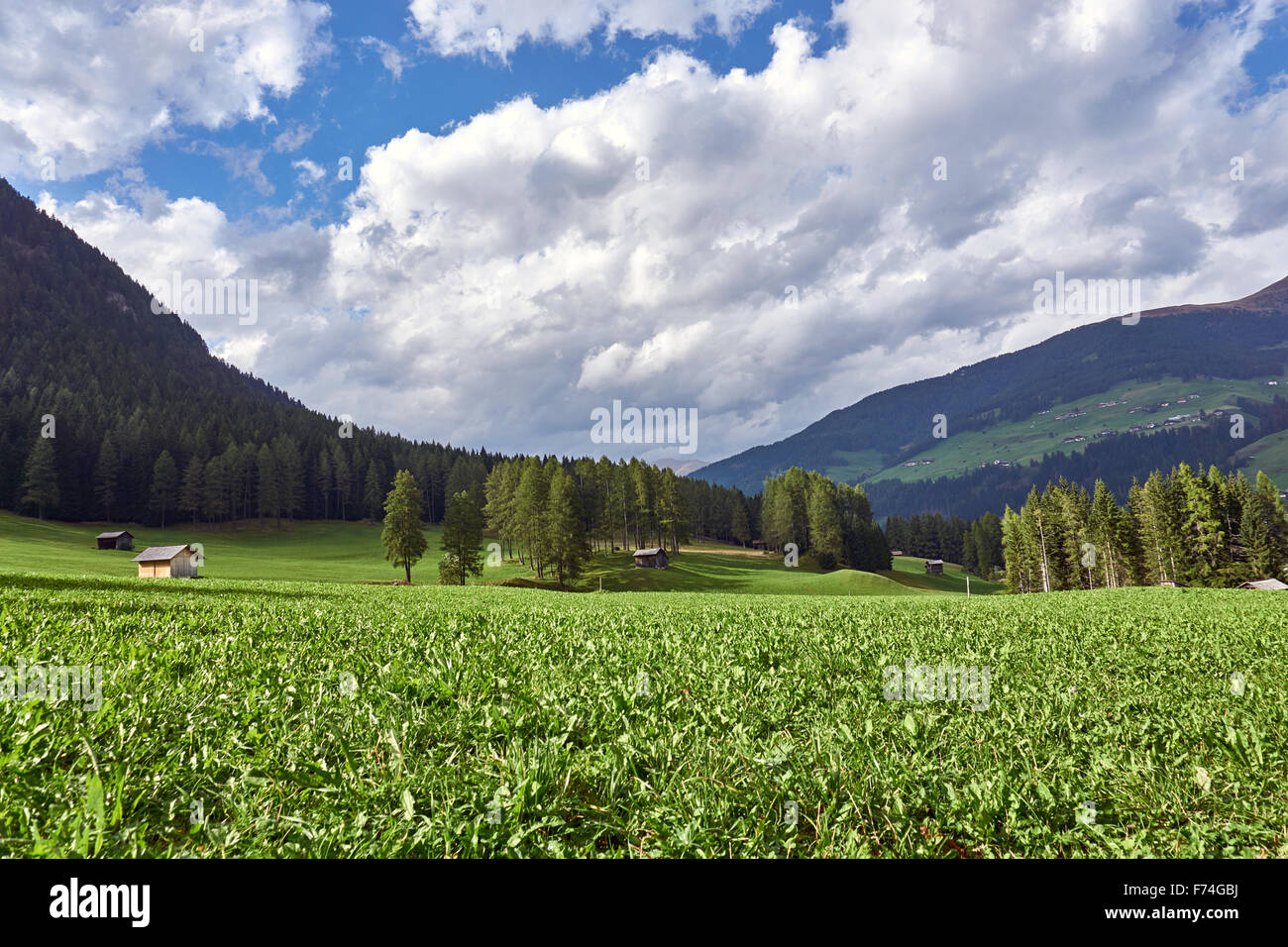 Voir travers les pâturages le long de la Fischleintal (Val Fiscalina), Dolomites de Sexten, Tyrol du Sud, Italie Banque D'Images