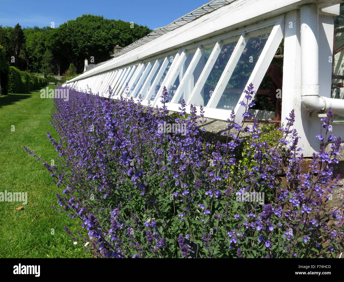 Nepeta fleur et la maison de verre à Glenarm Castle jardin clos, l'Irlande du Nord. Banque D'Images