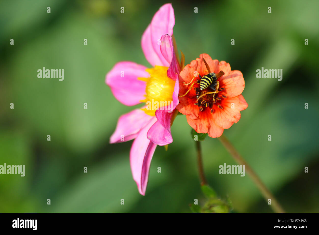 Abeille sur la fleur Banque D'Images