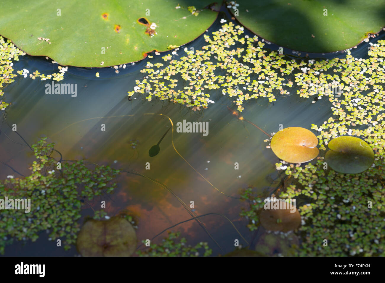 Seul têtard de grenouille rousse dans le soleil qui rayonne à travers la lentille d'eau, lys et frog-bit laisse sur la surface de l'étang de jardin Banque D'Images