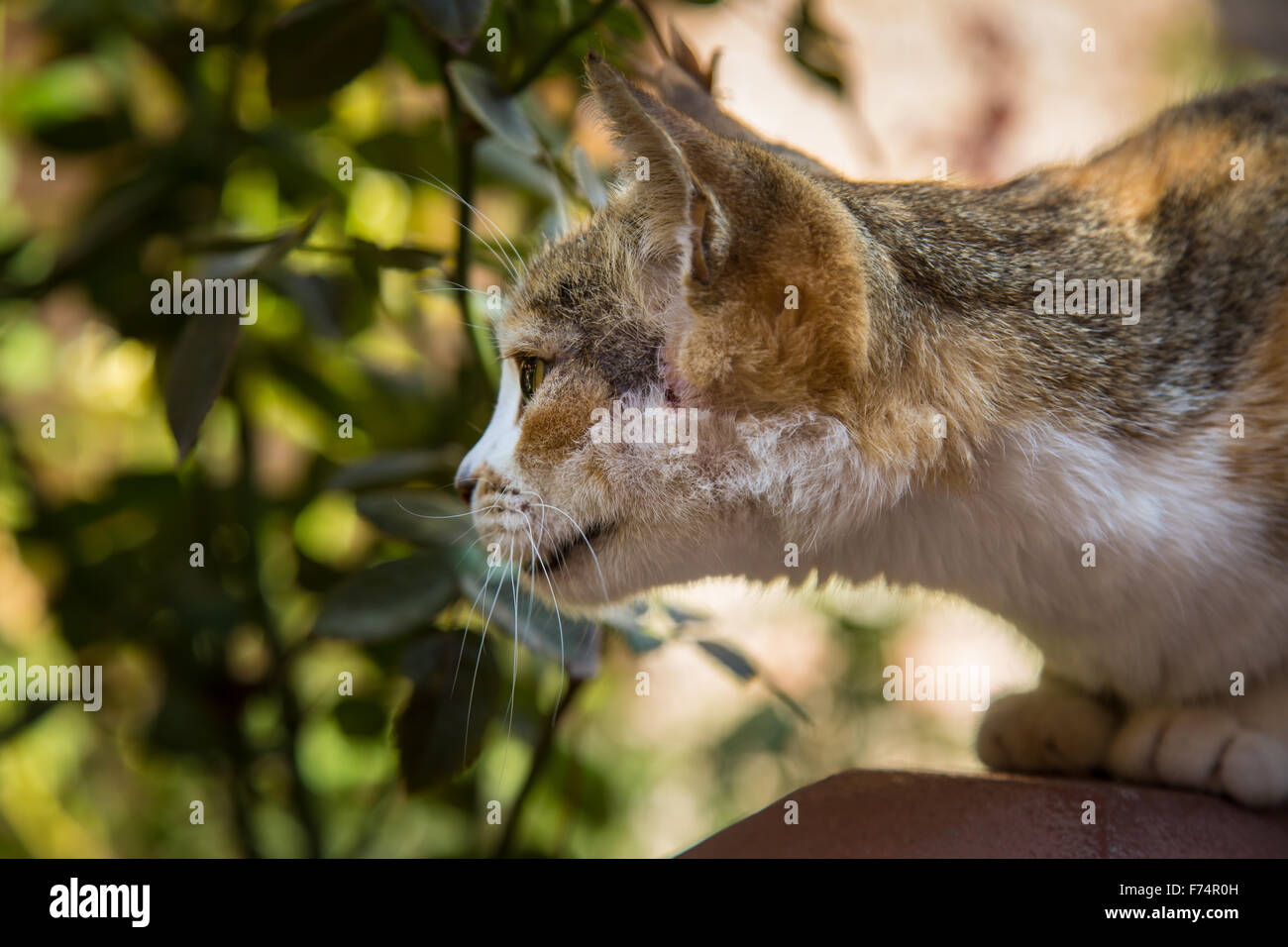 Chat arabe Banque de photographies et d’images à haute résolution - Alamy
