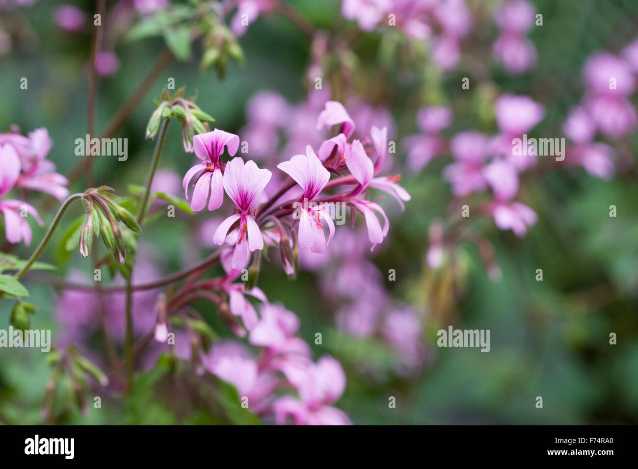 Pelargonium rose fleurs en croissance dans un environnement protégé. Banque D'Images