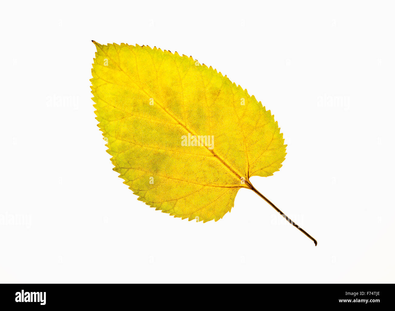 Libre de feuille d'automne - Isolated on White Banque D'Images