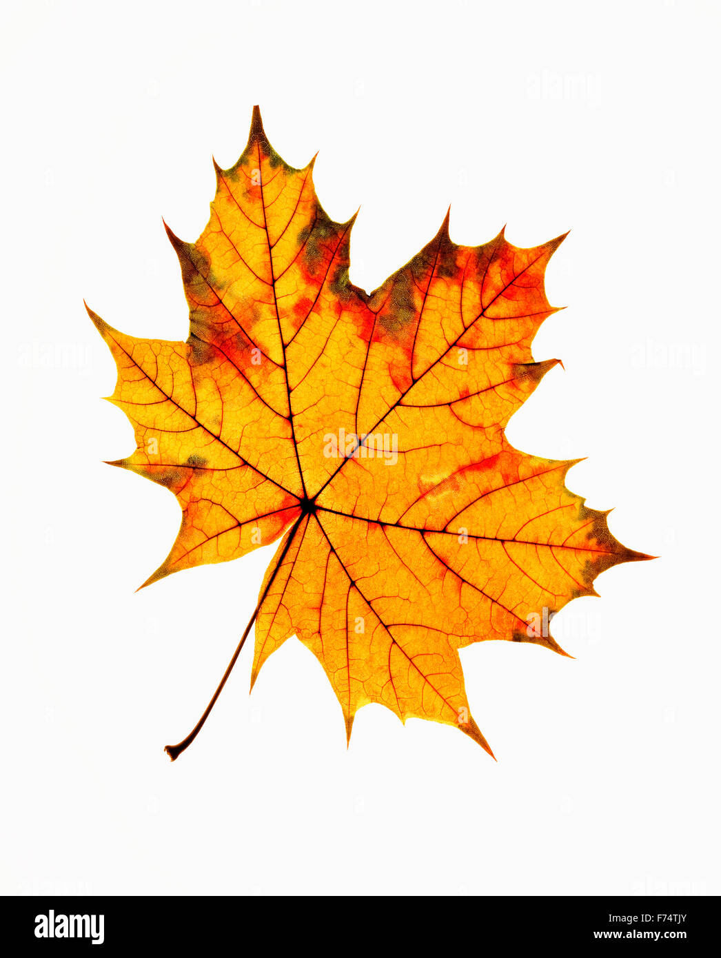 Libre de feuille d'automne - Isolated on White Banque D'Images