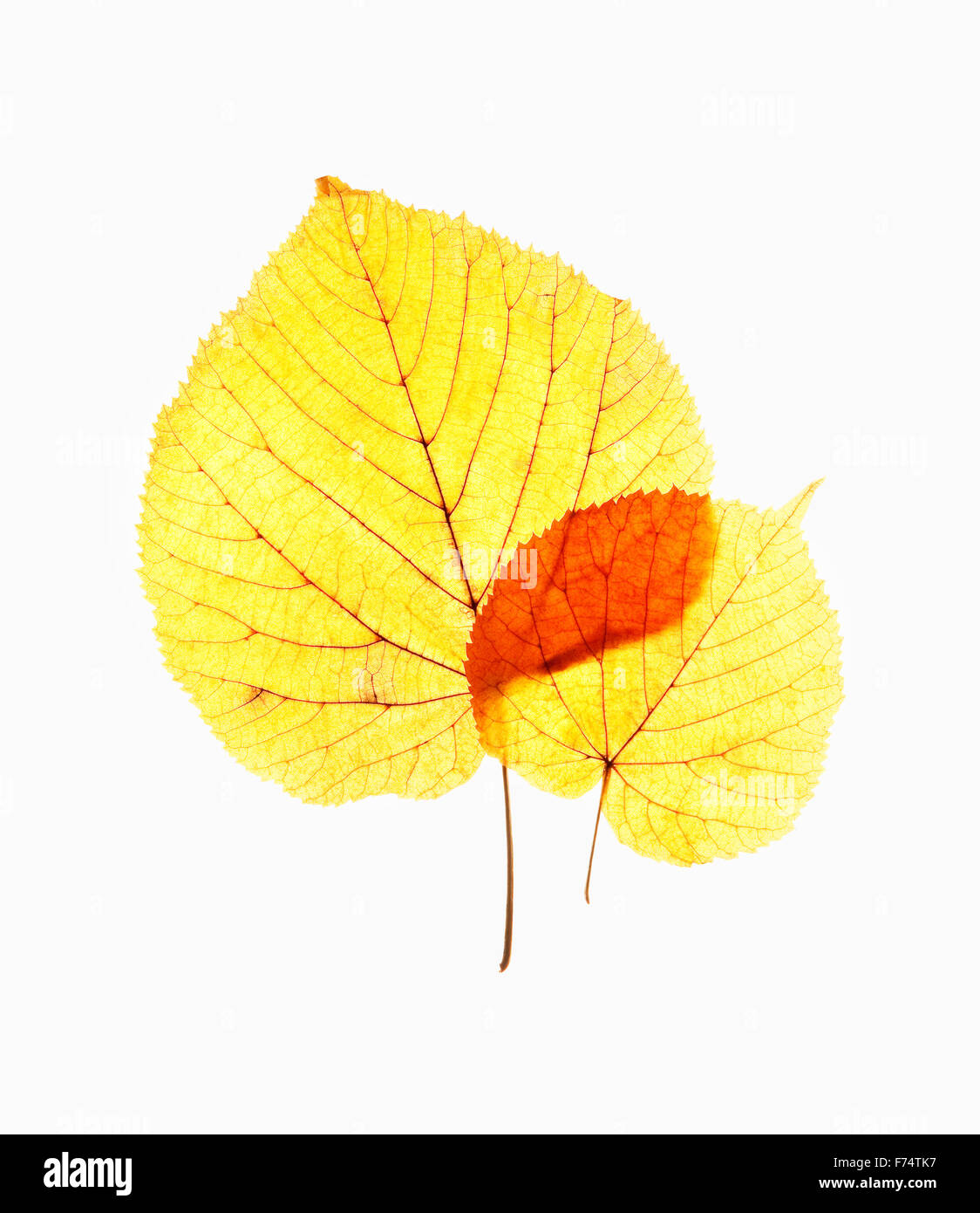 Libre des feuilles d'automne - Isolated on White Banque D'Images