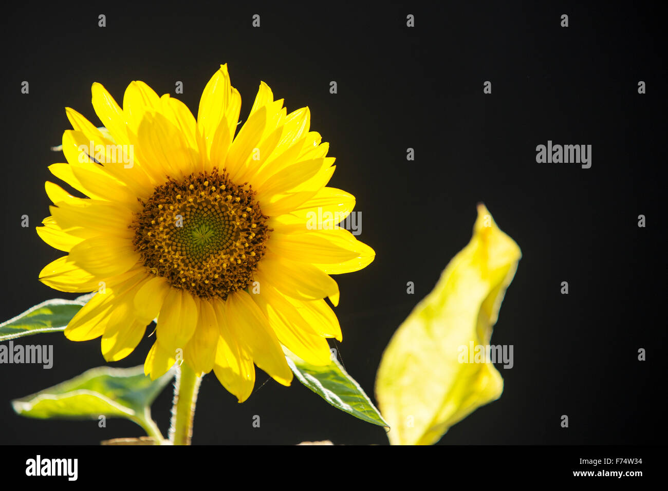 Un écran rétroéclairé de tournesol par le soleil. Banque D'Images