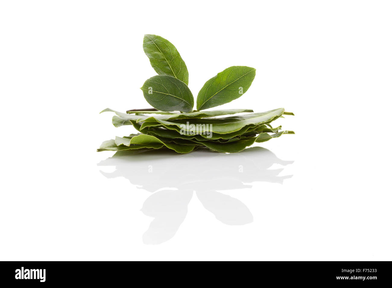 Les feuilles de laurier isolé sur fond blanc. Herbes culinaires, ingrédient pour la cuisson et d'herbes médicales. Banque D'Images