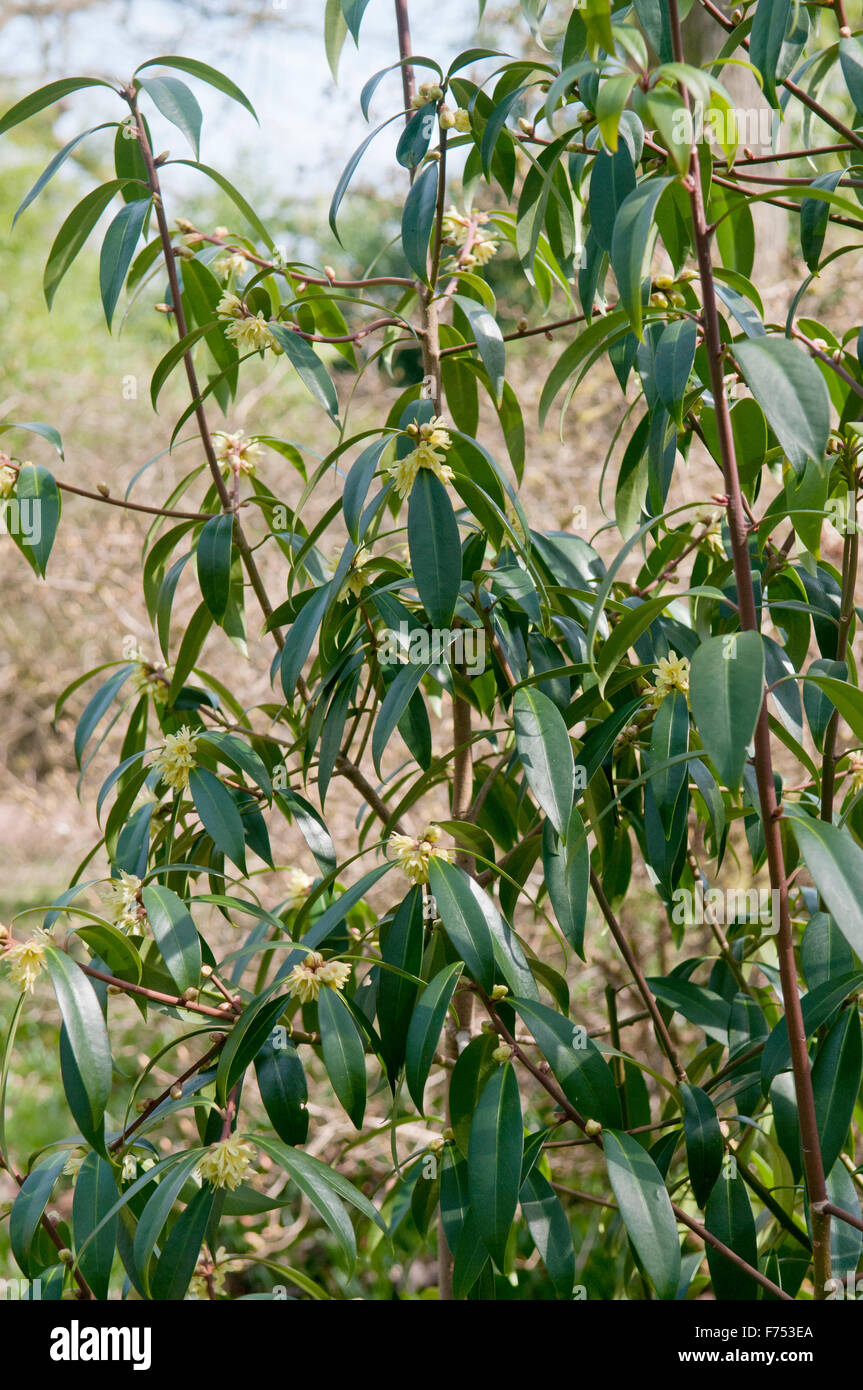 ILLICIUM SIMONSII Banque D'Images