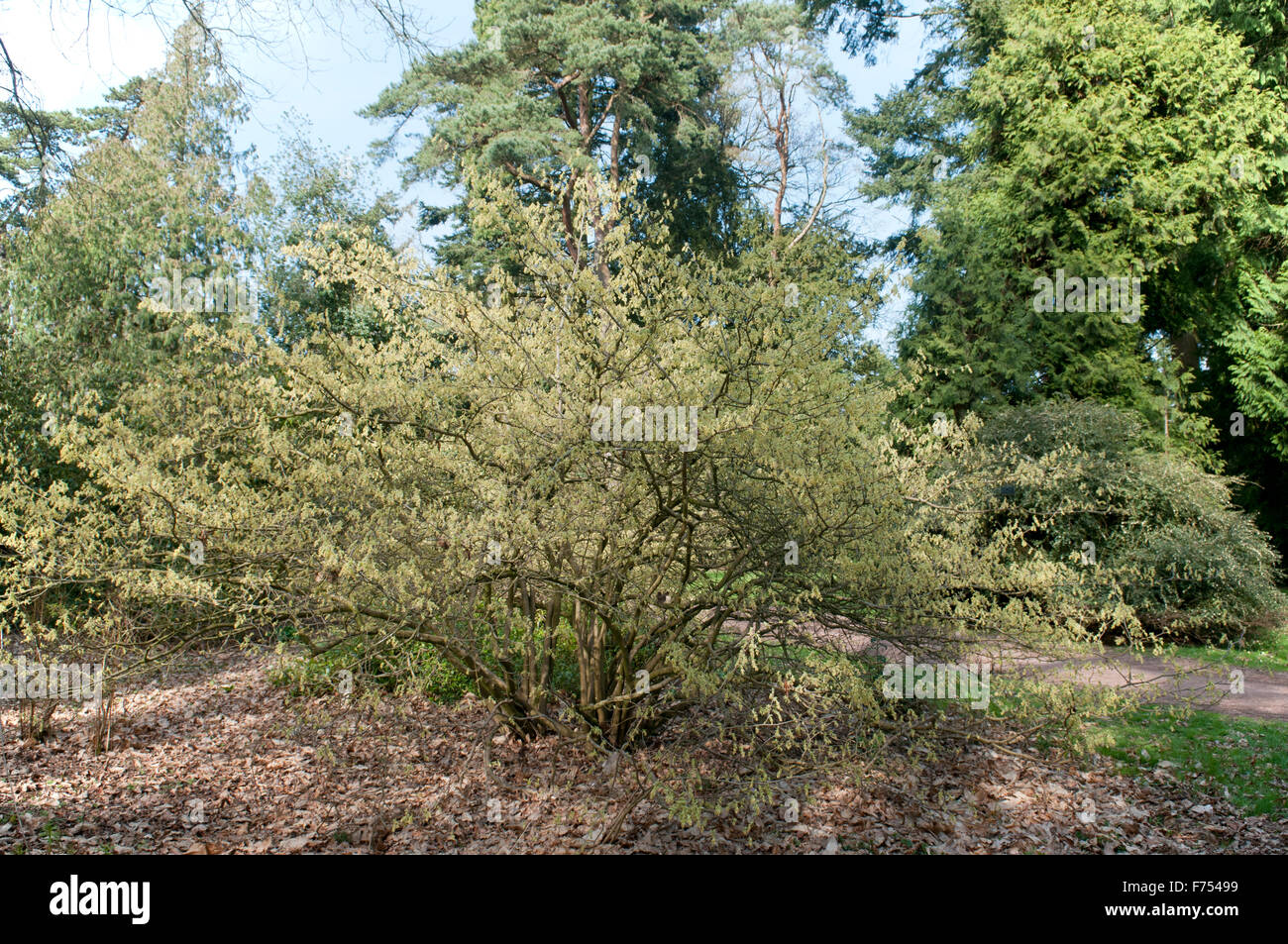 CORYLOPSIS SPICATA AUREA avec les chatons de fleurs Banque D'Images