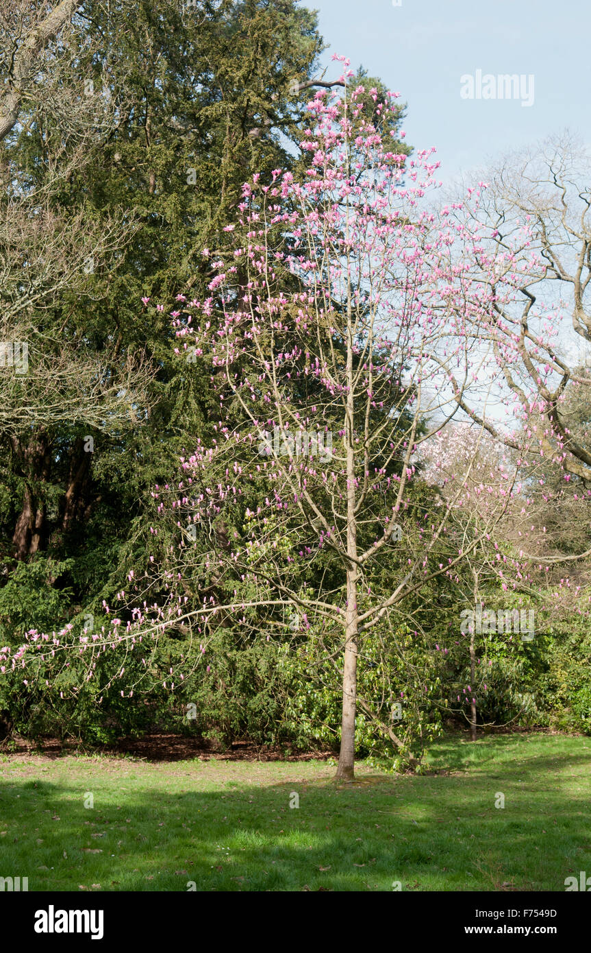 MAGNOLIA SPRENGERI VAR WESTONBIRT DIVA Banque D'Images