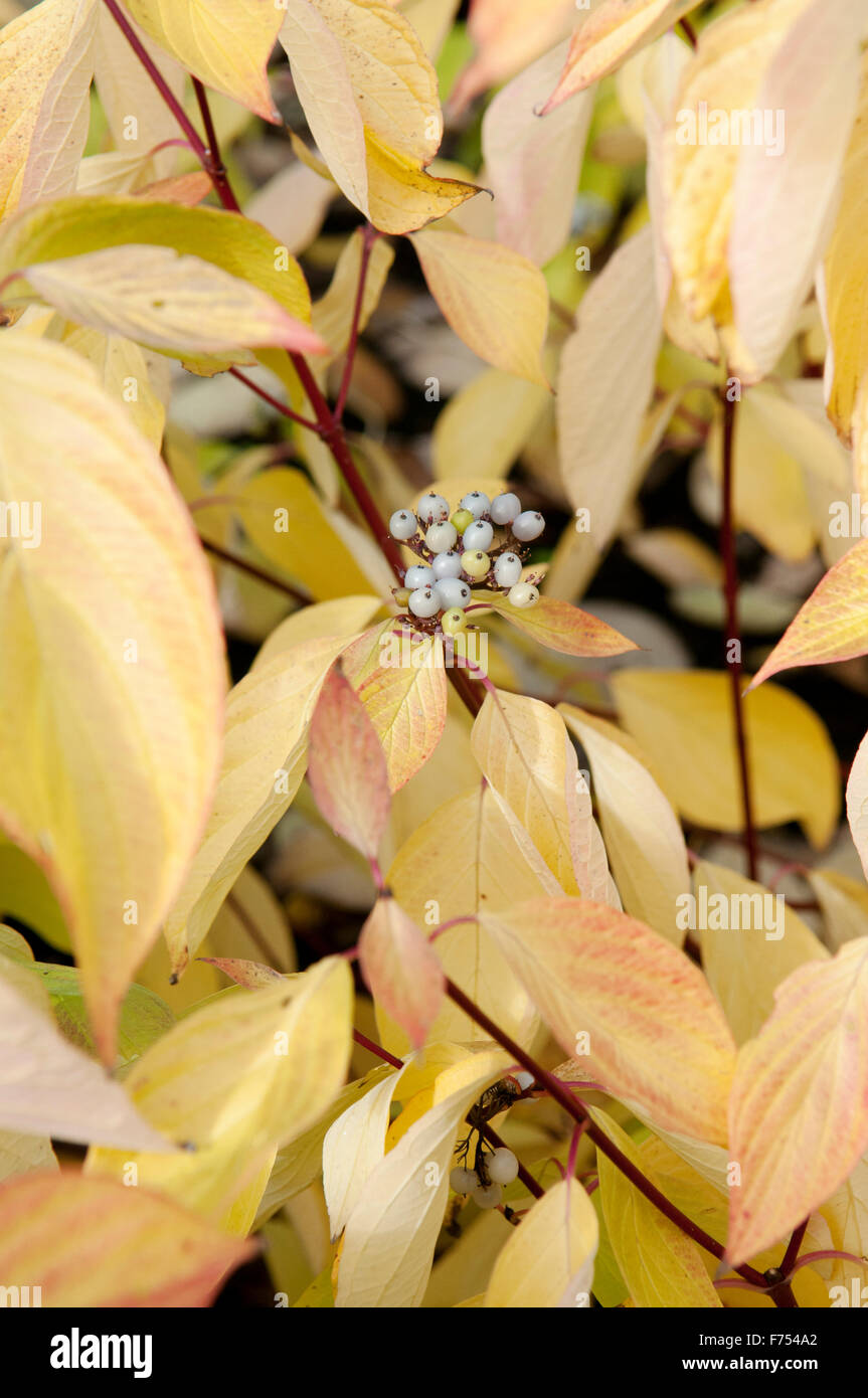 CORNUS STOLONIFERA Banque D'Images