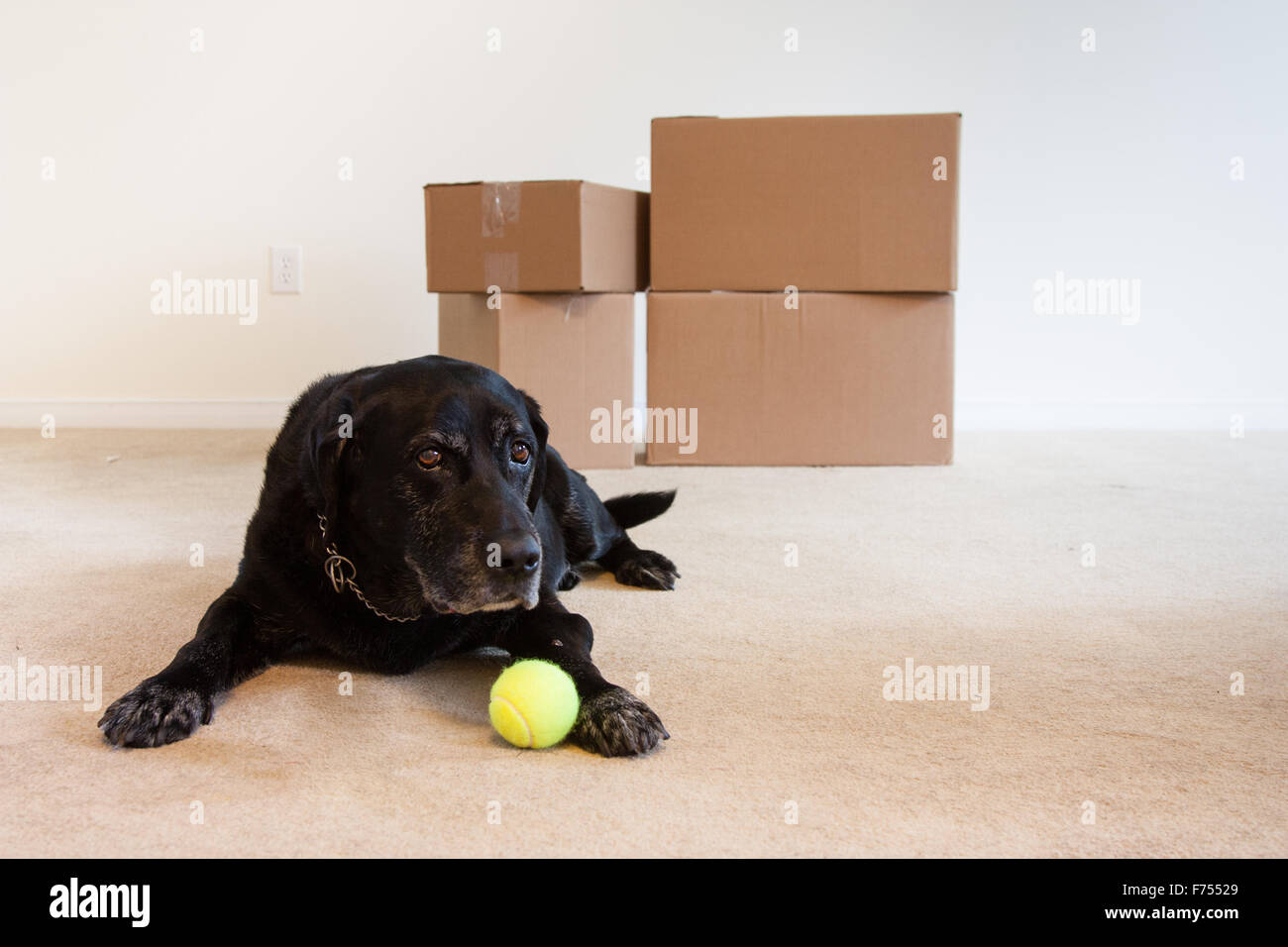 Un vieux chien triste le jour du déménagement, la pose dans le 