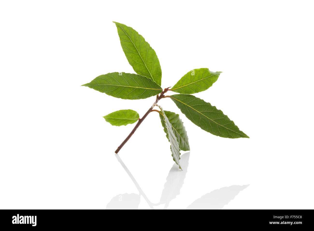 Les feuilles de laurier isolé sur fond blanc. Herbes culinaires, ingrédient pour la cuisson et d'herbes médicales. Banque D'Images