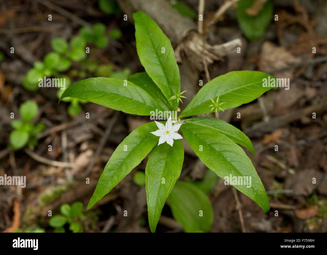 La trientale boréale en fleurs en bois d'épinette, Canada Banque D'Images