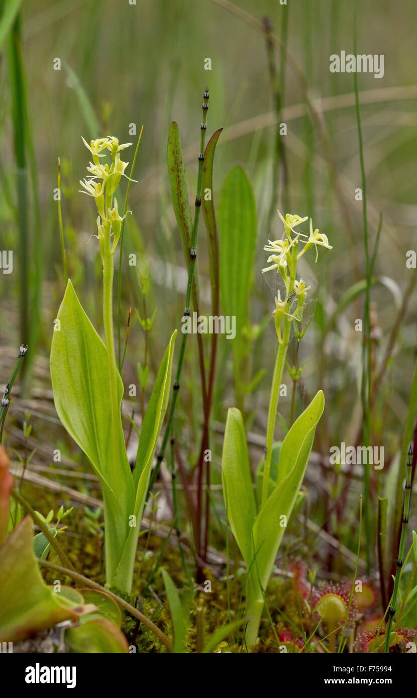 Fen Orchid, ou de Loesel Listère boréale ; très rare plante en UK Banque D'Images