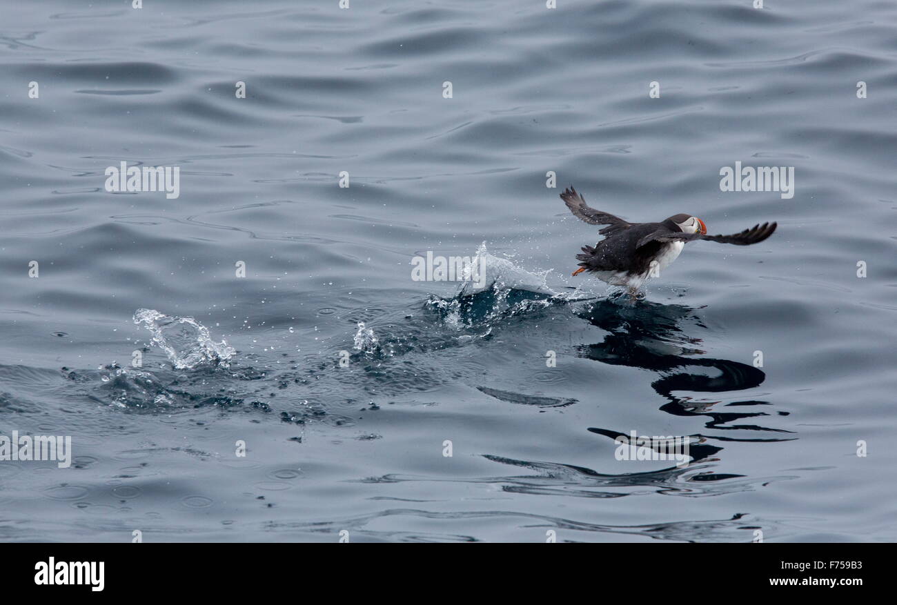 Macareux moine, décoller de la mer. Banque D'Images