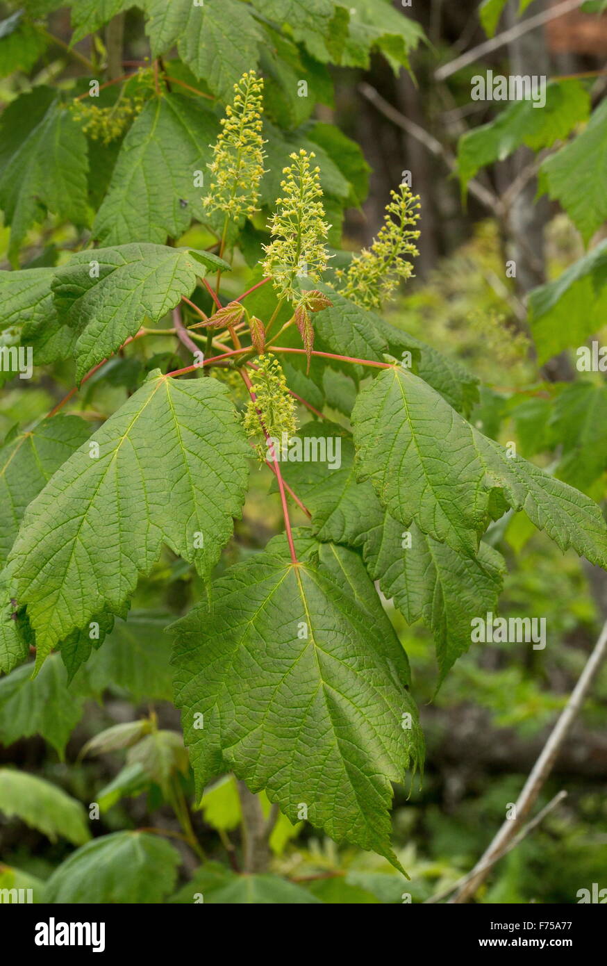 érable de montagne Banque de photographies et d’images à haute