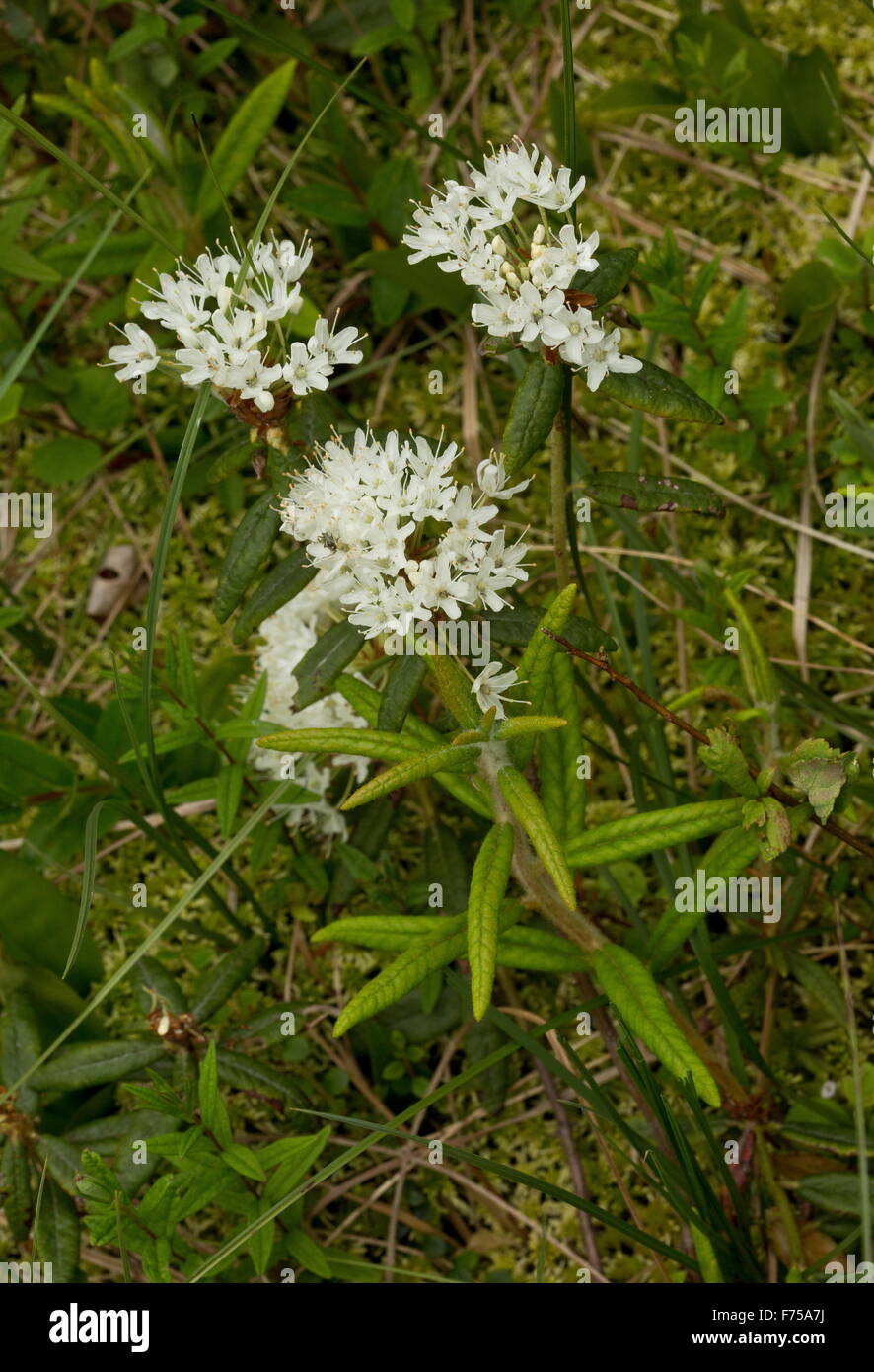 Le thé du Labrador, en fleurs en boggy, Terre-Neuve. Banque D'Images