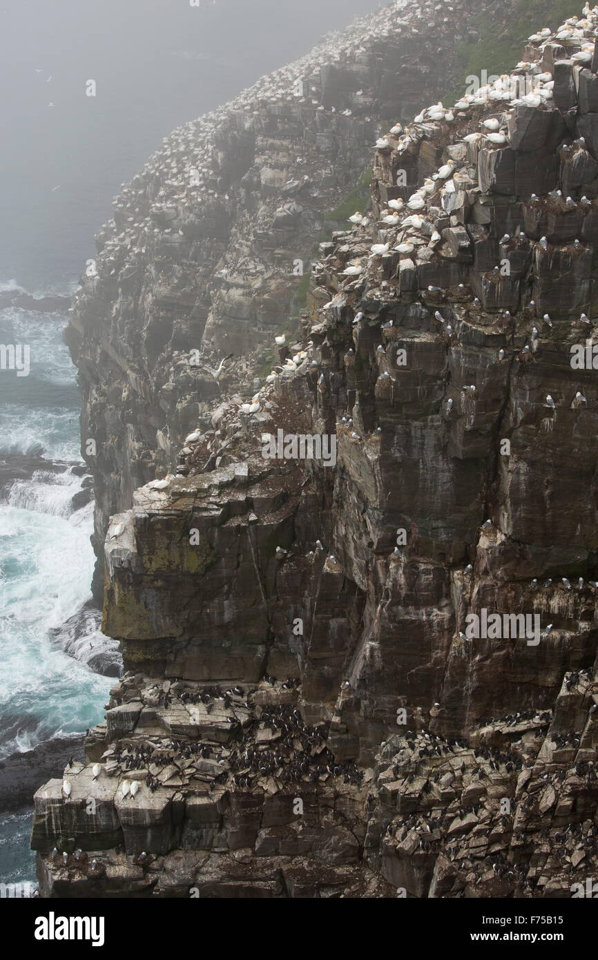 Falaises de la colonie de Fou de Bassan au cap St. Mary's Ecological Reserve, Avalon, à Terre-Neuve. Banque D'Images