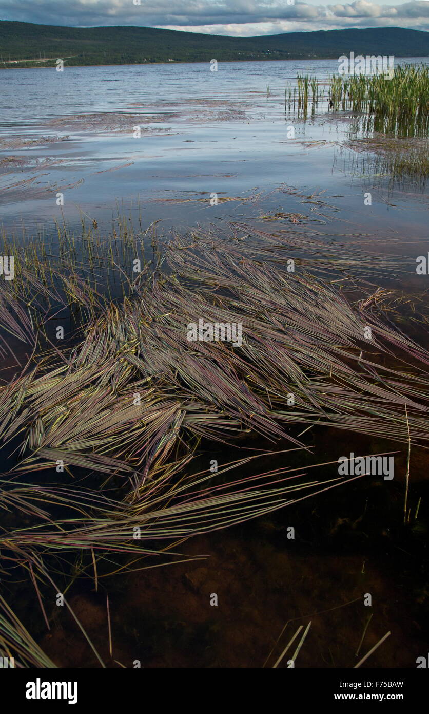 Un doux-herbe, Glyceria fluitans, probablement sur la surface de Deer Lake, à l'ouest de Terre-Neuve. Banque D'Images