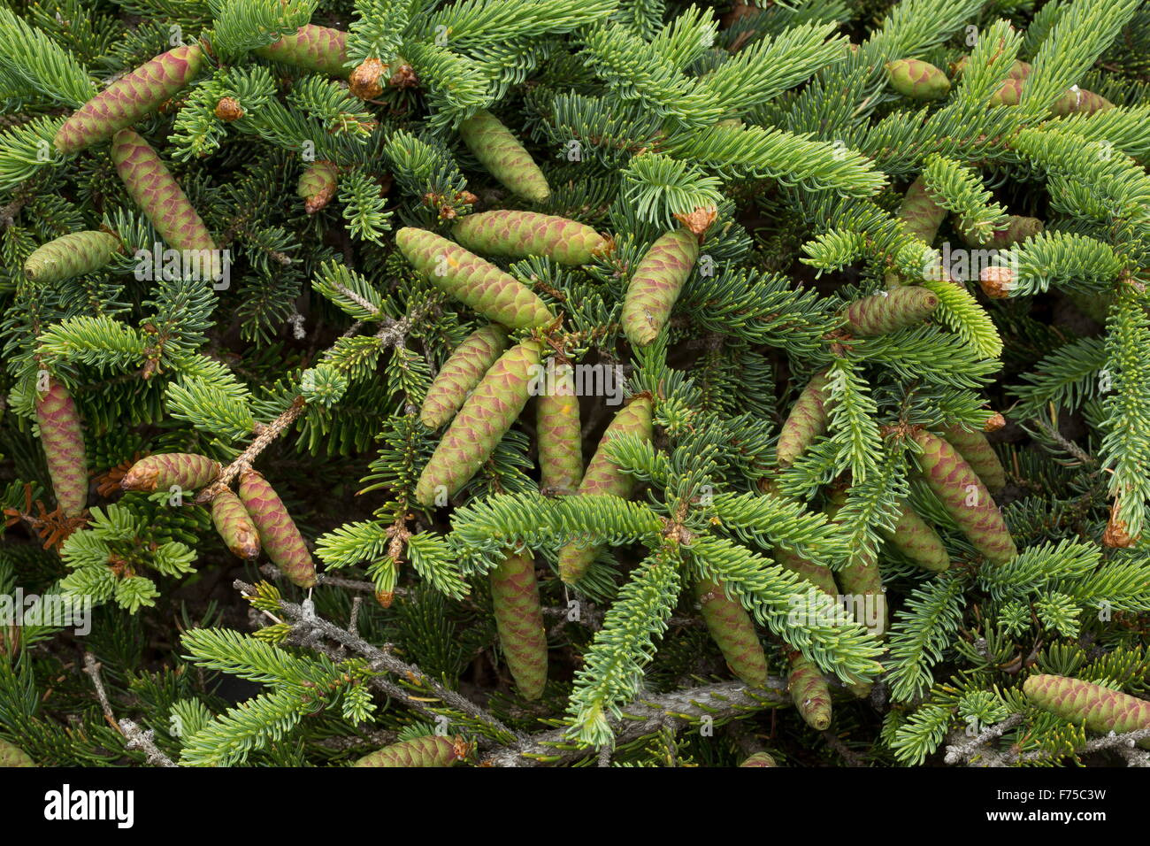 Les cônes femelles de l'épinette blanche, Picea glauca Banque D'Images