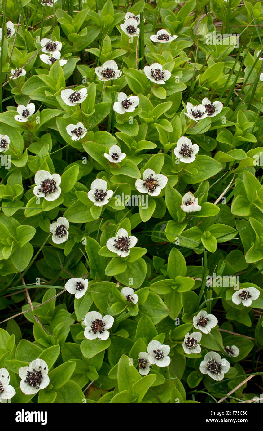 Dwarf Cornel en fleur Banque D'Images