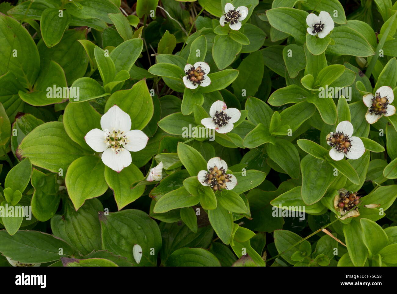 Dwarf Cornel en fleur sur la droite, le cornouiller du Canada (Cornus canadensis) sur le côté gauche. Terre-neuve. Banque D'Images