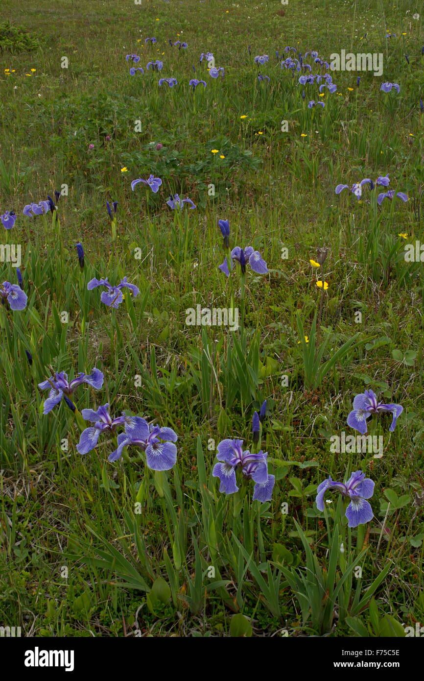 Canada Beach-chef iris en fleur, falaise herbage, Terre-Neuve. Banque D'Images