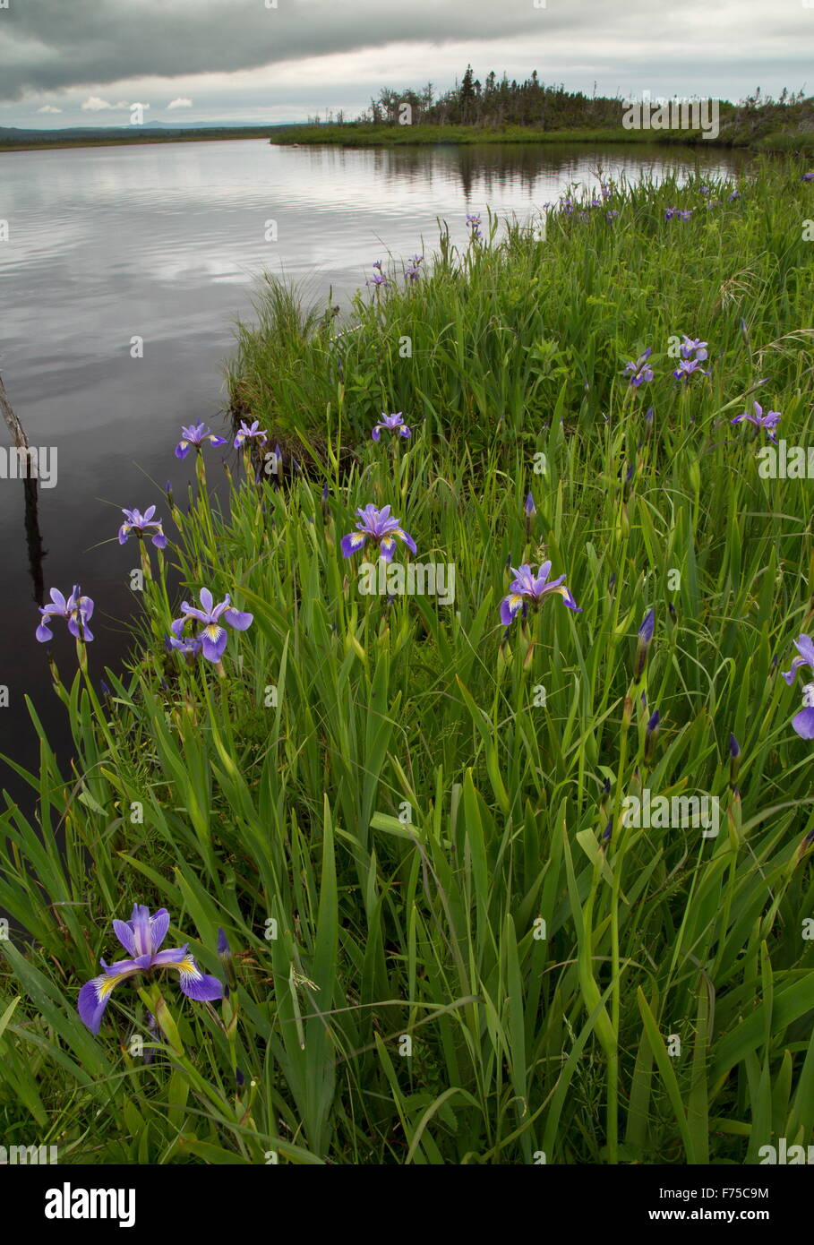 Iris ou drapeau bleu autour de Jerry's Pond, Terre-Neuve, à l'Ouest Western Brook. Banque D'Images